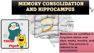 MPC 001 Memory Consolidation amp Hippocampus  Korsakoffs Syndrome  UNIT 3  net  ignou  Part 4 [upl. by Kissee]