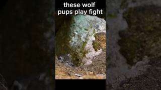 These Wolf Pups Play Fight shorts [upl. by Andriana]