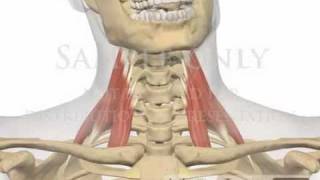 Cervical Spine Muscles Scalenes chiropractor 3D animation [upl. by Yatnuhs]