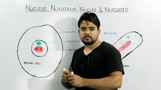 Nucleus Nucleolus Nuclei and Nucleoid concept [upl. by Iene967]