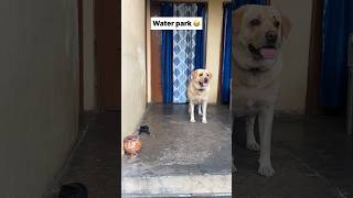 Water park 😂  labra rubi  youtubeshorts shorts labrador doglover funny memes viralshort [upl. by Ado187]