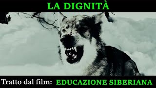 EDUCAZIONE SIBERIANA  LA DIGNITA DEL LUPO CAPO BRANCO [upl. by Cahan]