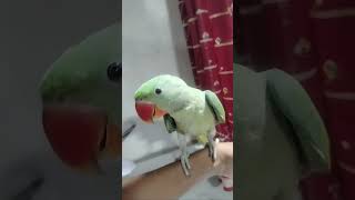 Shyam X Pushpa shorts parrot trending viral [upl. by Valentine]