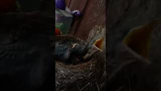 Robin Hatchlings  Day Seven Part 2  Three Baby Birds birds nest babyanimals [upl. by Aisayn807]