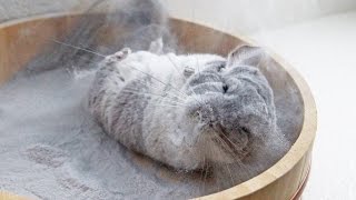 Chinchilla takes incredible dust bath in Super Slomo 120fps [upl. by Orimar]