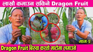 लाखौ कमाउन सकिने dragon fruit को खेति गर्ने तरिका कस्तो माटोमा राम्रो हुन्छ dragon fruit in Nepal [upl. by Natalina]