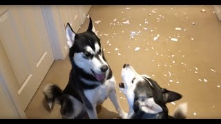 Huskies arguing over who made the mess [upl. by Isnyl]