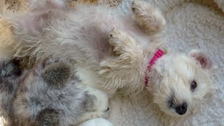 Milo  the 9 week old Schnoodle puppy [upl. by Willie513]