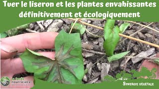 Tuer le liseron et les plantes envahissantes définitivement et écologiquement [upl. by Frohne]