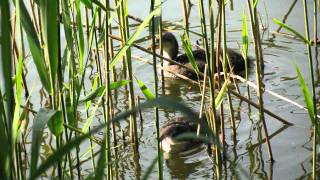 Natuur in eigen land  geluid meerkoet [upl. by Eamon]