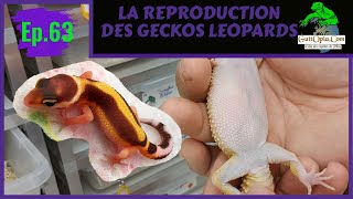 Ep 63  Reproduction des geckos leopards Eublepharis macularius chez GuttOpiaCom [upl. by Htrap]