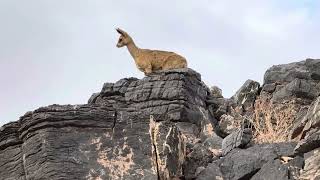 Rock jumpers Klipspringer in Fish River Canyon [upl. by Aileve]