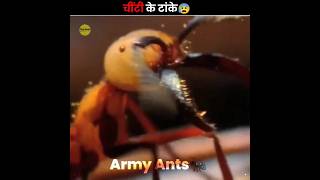 Army Ants As Stitches 😧 [upl. by Oznole745]