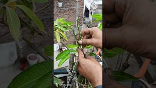 Mango tree grafting techniques shortsvideo gardening mangografting [upl. by Lionel]