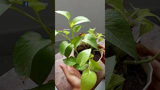 Rescue Plants  Pothos  Pothos Plant Care [upl. by Ecinwahs519]