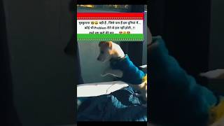 🥳🥳🥳🥳 shorts funny dog dance [upl. by Aitam681]