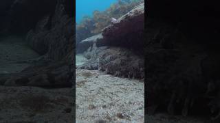 Big Carpet Shark Wobbegong chilling coogeebeach djiaction4 [upl. by Yttocs]