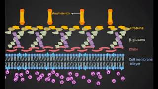 Amphotericin B animation [upl. by Mikal]