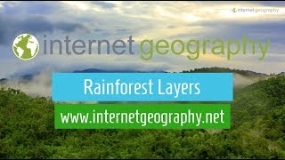 Layers of the rainforest [upl. by Cryan]