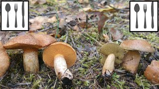 Porównanie Maślak trydencki Suillus tridentinus vs Maślak sitarz Suillus bovinus [upl. by Chamberlin]