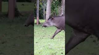 So excited to see this Tapir in the wild at Kabalebo Nature Resort [upl. by Eidroj564]