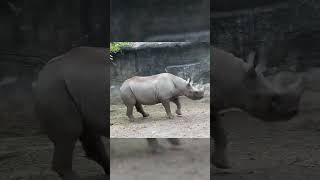 Is that a bunny Nope just an eastern black rhino hopping around Cincinnati Zoo Shorts [upl. by Anohr]