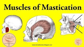 Muscles of Mastication made easy [upl. by Aidan]