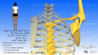 Les mouvements de la scapula حركات عظم الكتف [upl. by Ewan]