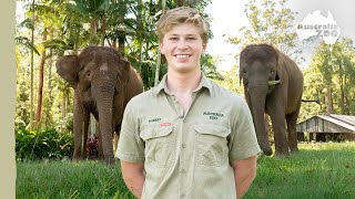 Robert introduces our magnificent elephants  Australia Zoo Life [upl. by Innavoeg46]