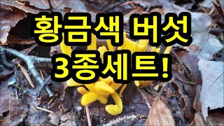 황금색 버섯 3종세트 숲속이 번쩍번쩍 합니다 버섯산행 mushroomhunting 버섯 mushroom [upl. by Garibull]