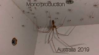 Daddy  Long  Legs spider with babies Australia 2019 Pholcidae [upl. by Irakuy]