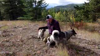 Norwegian Elkhounds doing some off leash hiking training [upl. by Saberhagen]