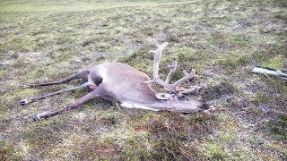 2018 Caribou Hunting  Eureka Alaska [upl. by Oedama512]