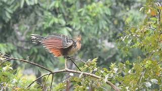 Hoatzin Opisthocomas hoazin [upl. by Sheedy]