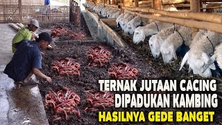 TERNAK JUTAAN CACING DIPADUKAN KAMBINGOMSET GEDE BANGET [upl. by Mattox]