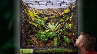 Creating a MASSIVE Poison Frog Vivarium [upl. by Fanni]