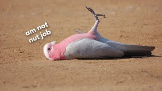 Are All Galah Cockatoos Nut Jobs [upl. by Xuaeb124]