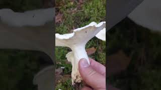 Found Sheep polypore in a Finnish forest [upl. by Yroger69]