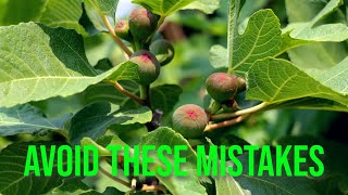 Growing Fig Trees Avoid These 11 SeasonEnding Mistakes [upl. by Leuneb]