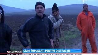 Treizeci de câini au fost împuşcaţi pentru distracție de câţiva vânători [upl. by Ulphiah]