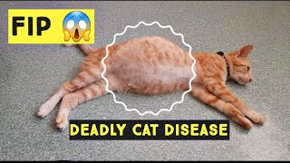 feline infectious peritonitis  FIP   Save your Cat from This disease  Cat health problems [upl. by Farmelo]