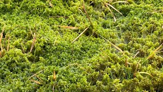 Grow your own Sphagnum moss [upl. by Weiner]