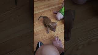 Freedom Wieners play time continues puppy jamnik dachshund sausagedog cute wiener dogbreed [upl. by Atiugal]