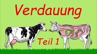 Grundlagen Verdauung  Teil 1  Podcast  Kuhles zum Kauen [upl. by Felicle]