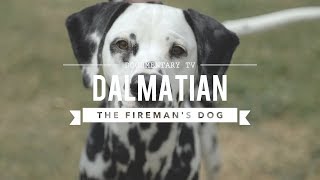 ALL ABOUT DALMATIANS THE FIREHOUSE DOG [upl. by Bronson]