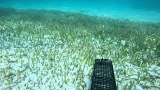 Under water on the reef in the Florida Keys [upl. by Yuille]