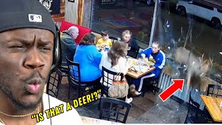 A Deer Breaks Through The Window Of A Restaurant While A Family Was Eating Double Daily Dose [upl. by Peery]