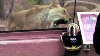 Lioness tries to eat baby through glass at zoo  USA TODAY Shorts [upl. by Eimmit]