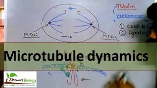 Microtubule polymerization trade milling and function [upl. by Asiul]