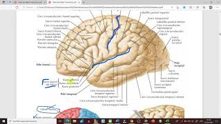 Clase Virtual Hemisferios Cerebrales [upl. by Toback]